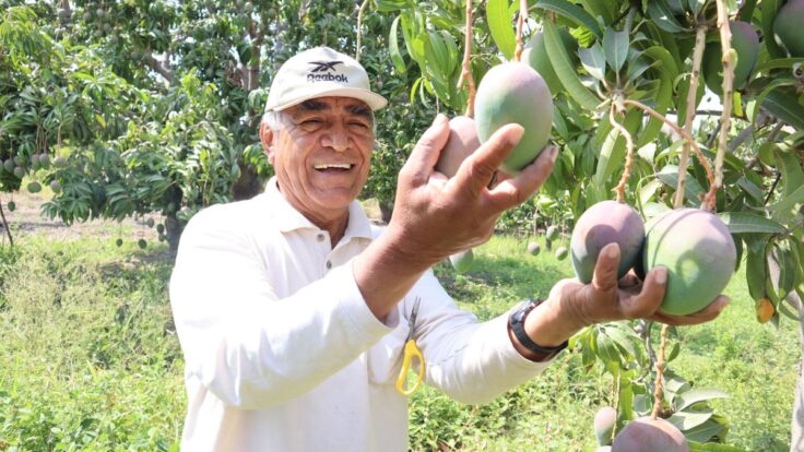 Exportación de mango