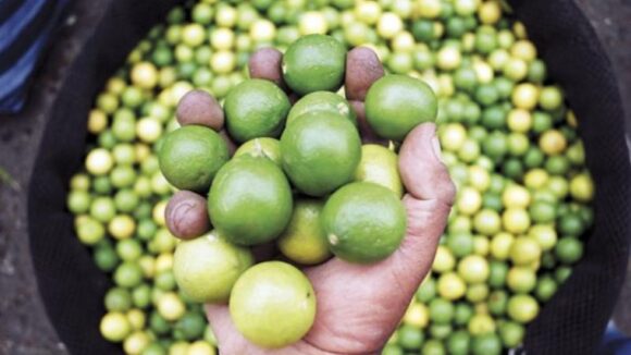 Limón piurano