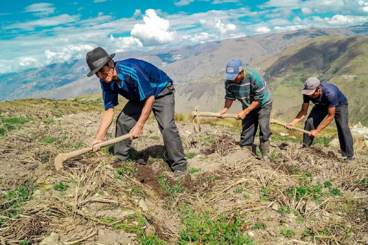 Siembra Más: ¿Cómo acceder al financiamiento del Midagri?