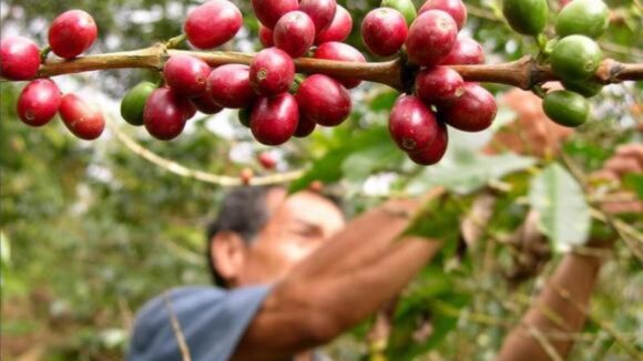 Caficultores peruanos
