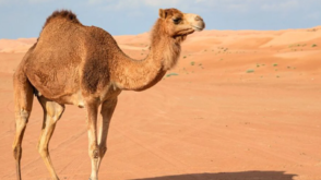 Virus del Camello