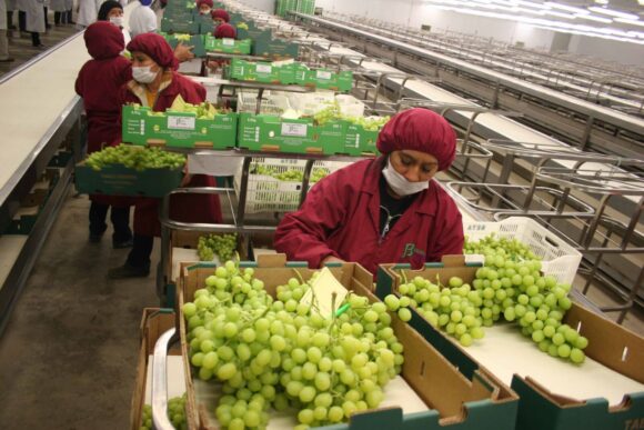 exportación de frutas
