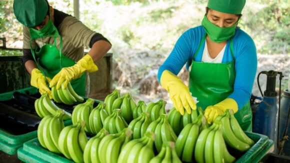 Banano Orgánico