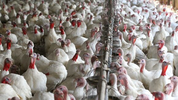 Exportaciones de pavo