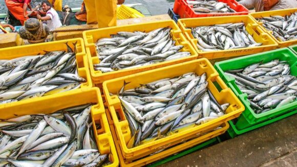 pescado