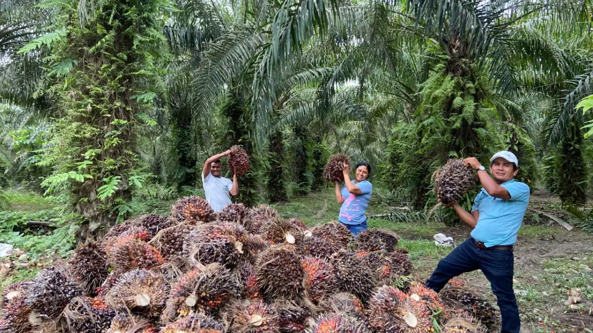 Palmicultores