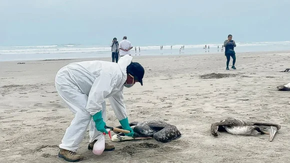 Gripe aviar H5N1 en humanos: cuáles son los síntomas
