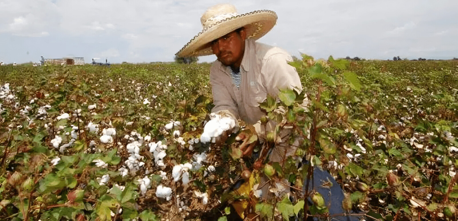 algodón pima en Piura