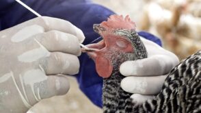 cómo se cura la gripe Aviar