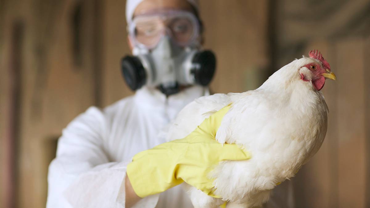 prohíben comer pollo gripe aviar