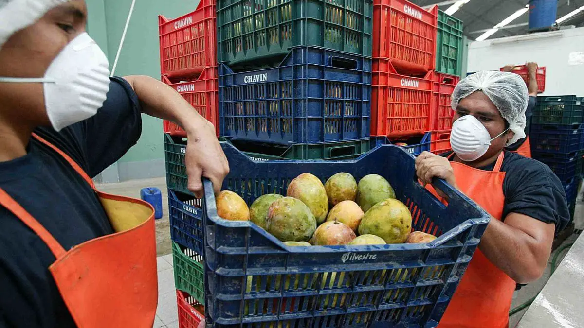 Exportaciones de mango a Chile
