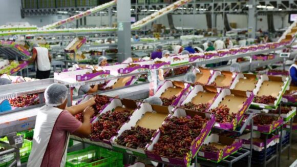 Exportaciones de uva