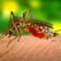 Dengue: ¿Cuáles son sus síntomas y tratamientos?