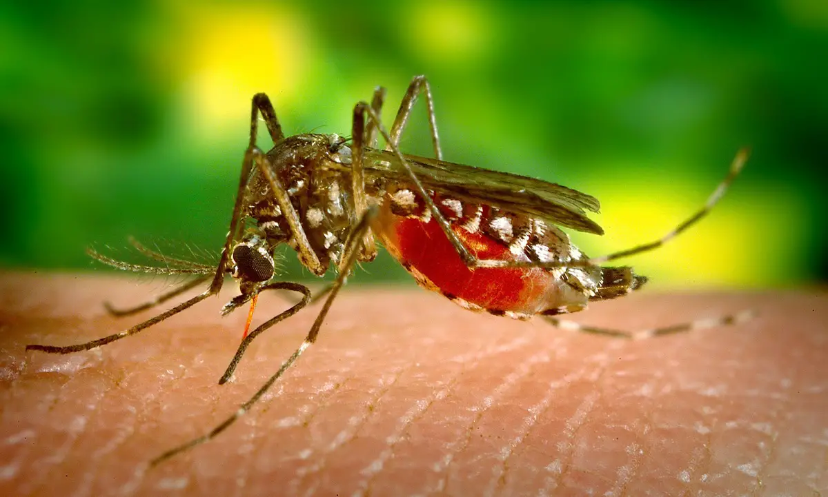 Dengue: ¿Cuáles son sus síntomas y tratamientos?