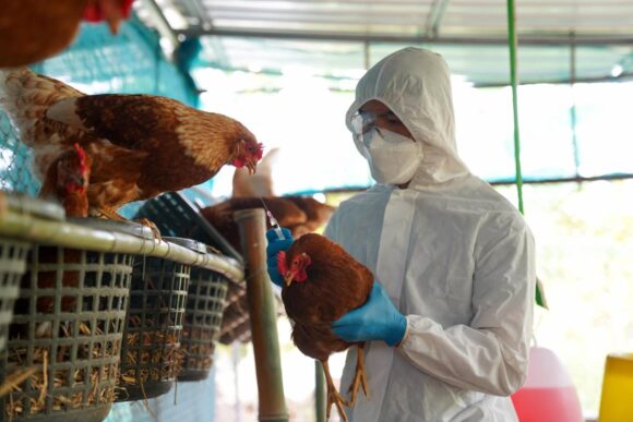 Gripe Aviar: ¿Cuáles son los síntomas y cómo se contagia?