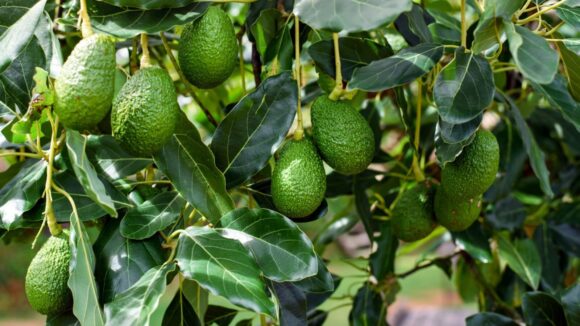 Palta Hass