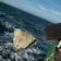 ¿Por qué Greenpeace está tirando rocas al mar?