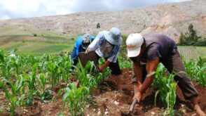 Bono Agrario Marzo 2023: ¿Cuál es el link de consulta?
