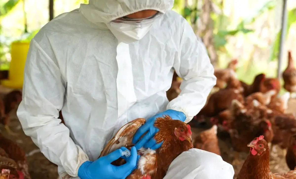 China reporta nuevo caso de gripe aviar H3N8 en humanos: ¿Hay riesgo de contagio?