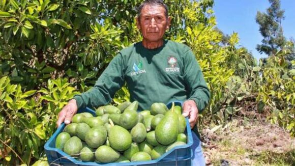 Productores de palta