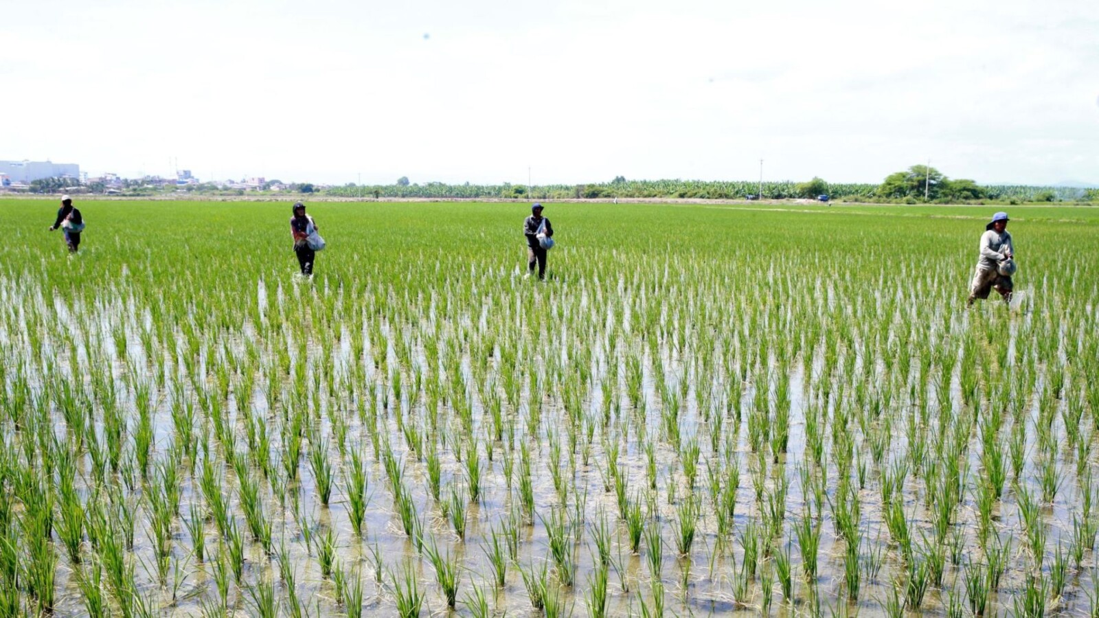 Producción de arroz