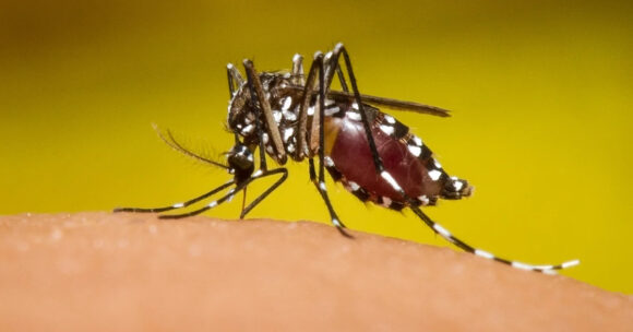 El dengue