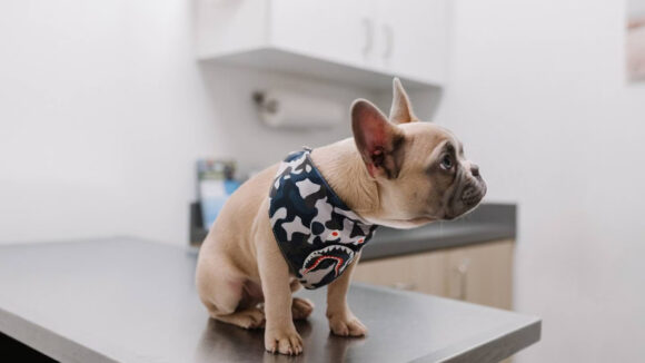 gpt-4 veterinario inteligencia artificial