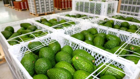 palta