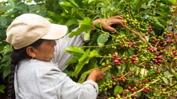 Cáscara de café
