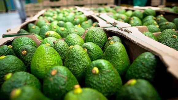 Palta Hass