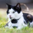 ¿Se perdió tu gato? Tile lanza un collar rastreador con Bluetooth para tu mascota