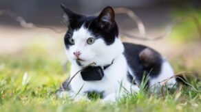 ¿Se perdió tu gato? Tile lanza un collar rastreador con Bluetooth para tu mascota