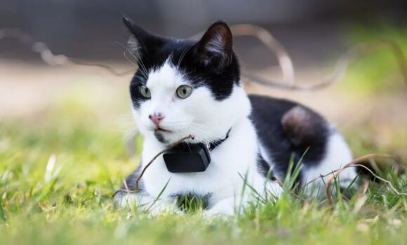 ¿Se perdió tu gato? Tile lanza un collar rastreador con Bluetooth para tu mascota
