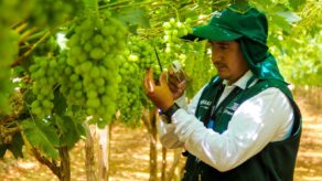 exportación de uvas Perú