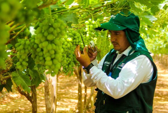 exportación de uvas Perú