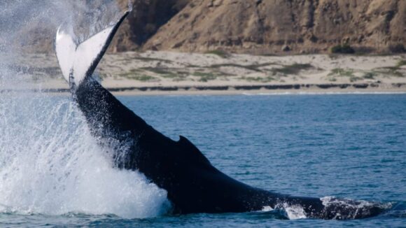 avistamiento de ballenas
