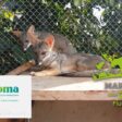 OMA: Conoce a la organización peruana que tiene a cargo el zoológico que rescata y alberga animales silvestres
