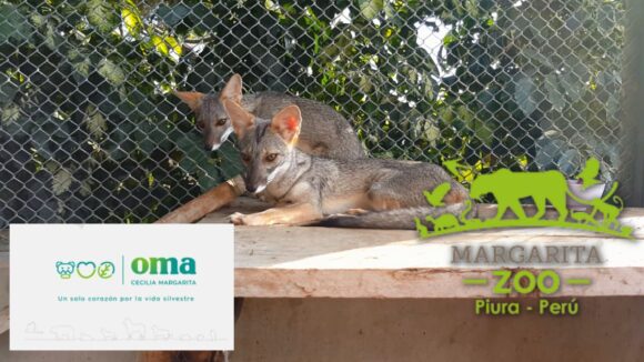 OMA: Conoce a la organización peruana que tiene a cargo el zoológico que rescata y alberga animales silvestres