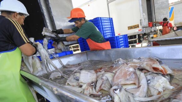 Exportaciones de pota