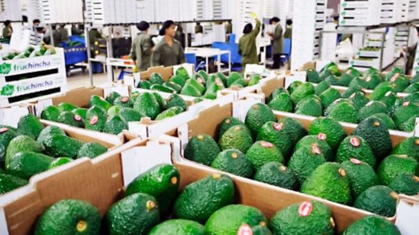 Palta Hass