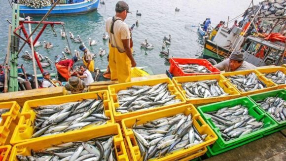 sector pesca