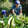 Banano fresco peruano