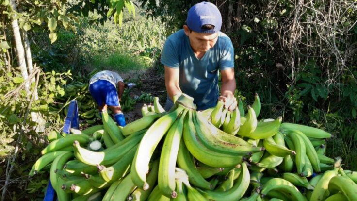 Banano fresco peruano