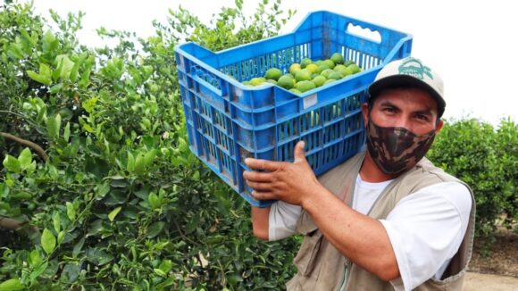 Exportaciones de limón peruano