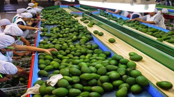Exportaciones de palta peruana