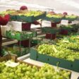 Exportaciones de uva