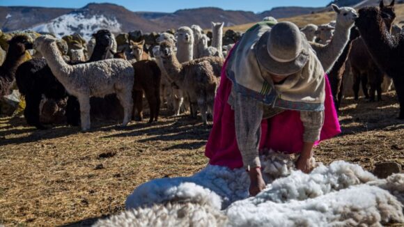 Fibra de alpaca