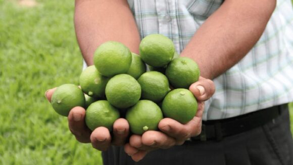 Limón fresco peruano