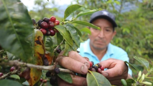 Producción de café