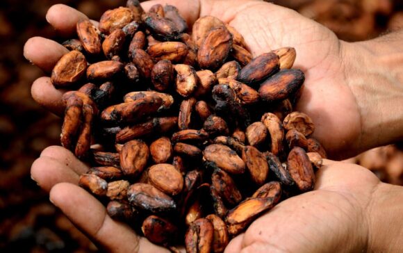 crisis del cacao